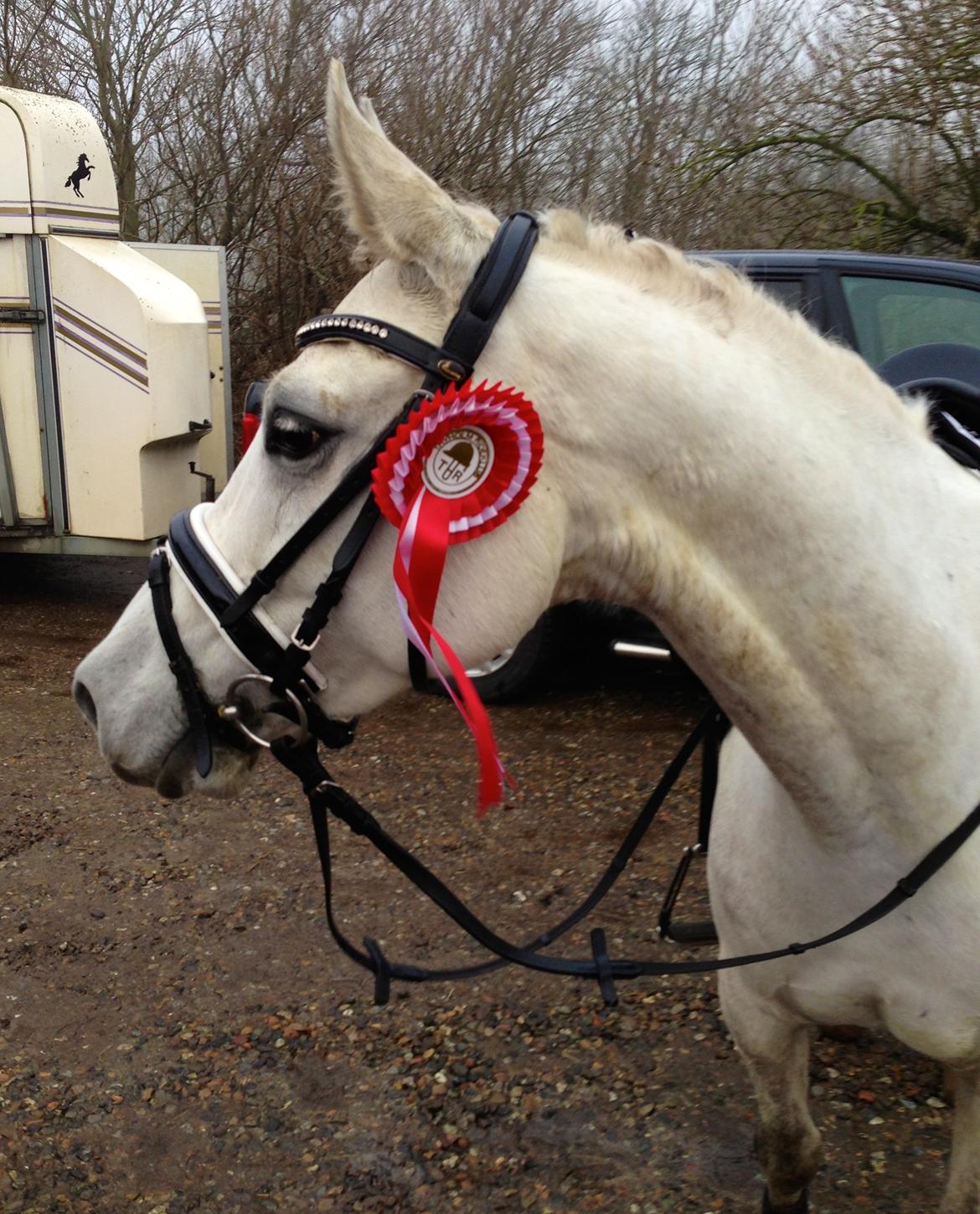 Anden særlig race Dundee<3 - stævne i thyholm billede 4