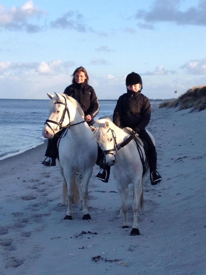 Connemara Mosedals Snowflake - Hygge på stranden, med mor på Snowy og mig på Malou :) billede 4