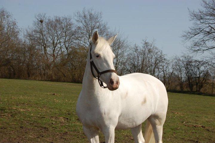 Connemara Mosedals Snowflake - Snows på fold billede 6