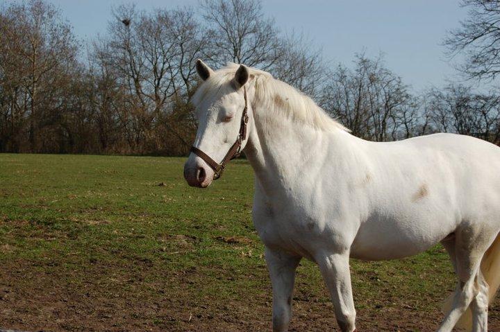 Connemara Mosedals Snowflake billede 7