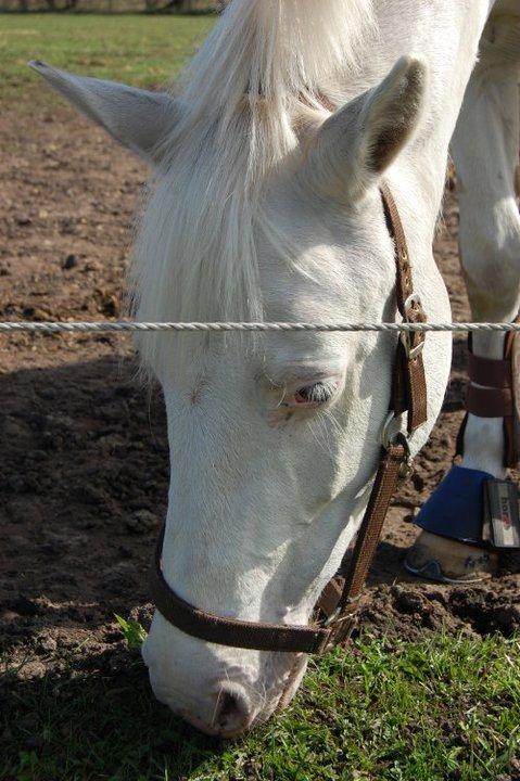 Connemara Mosedals Snowflake billede 8
