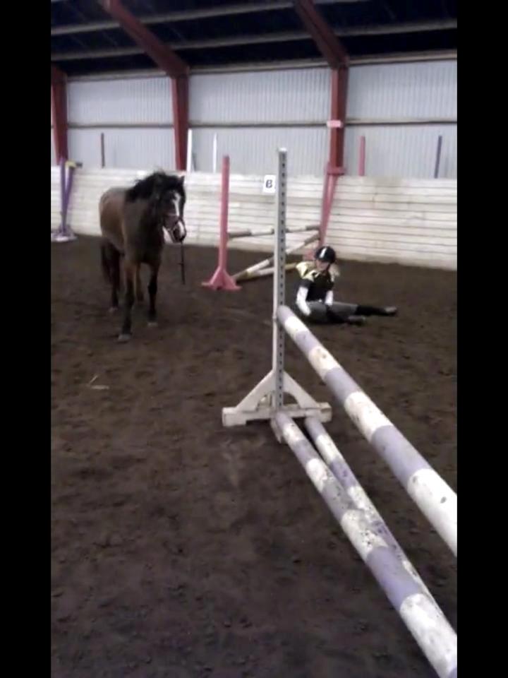 Anden særlig race Farytaile<3 billede 9