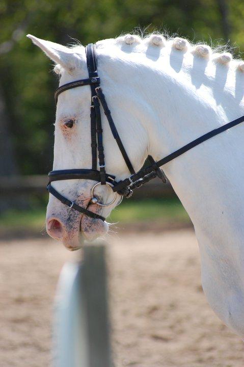 Connemara Mosedals Snowflake - Snowy til stævne med tidl. ejer billede 2