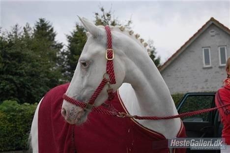 Connemara Mosedals Snowflake billede 9