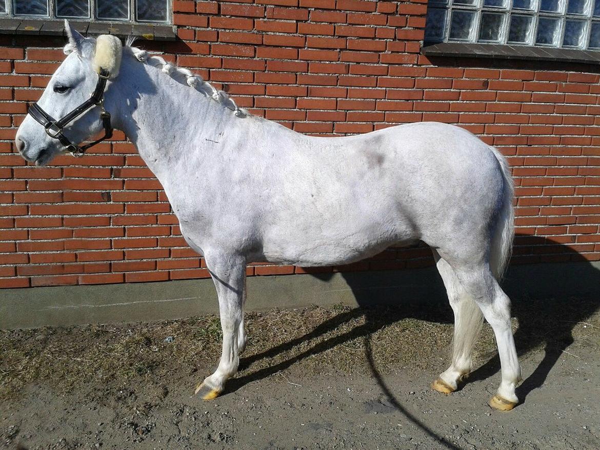 Anden særlig race scooby(Solgt og savnet<3) - Scooby den smukke<3
31-03-2013 billede 14