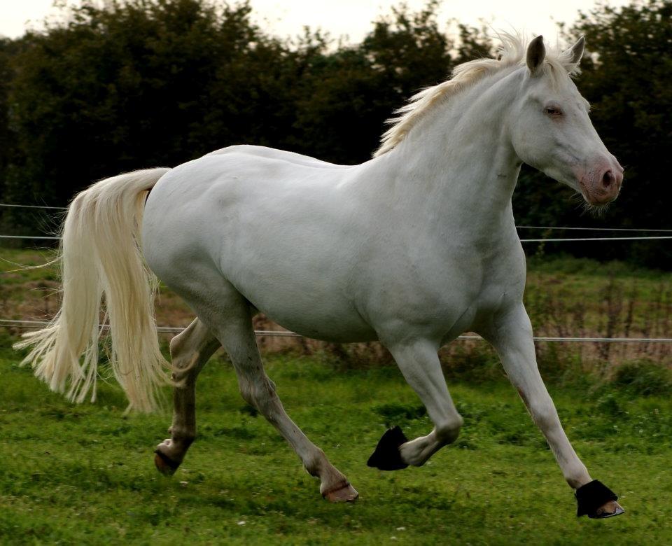 Connemara Mosedals Snowflake - Velkommen til Snowy's profil. billede 1