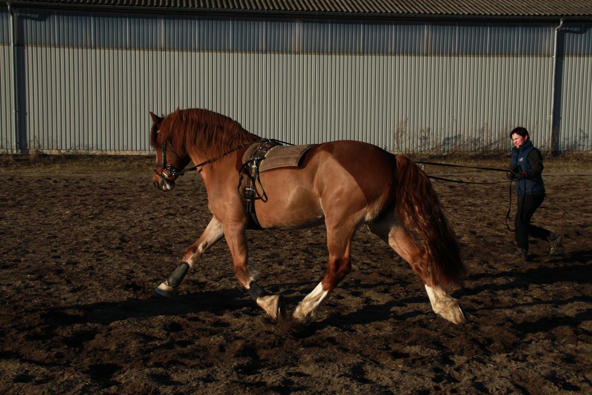 Welsh Cob (sec D) Valhallas Lord Matrafal billede 18
