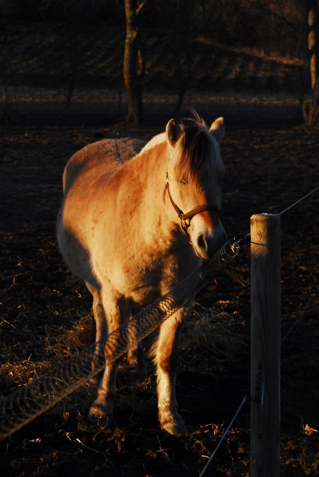 Fjordhest Fjordens Silas - Silas i aftensolen! billede 7
