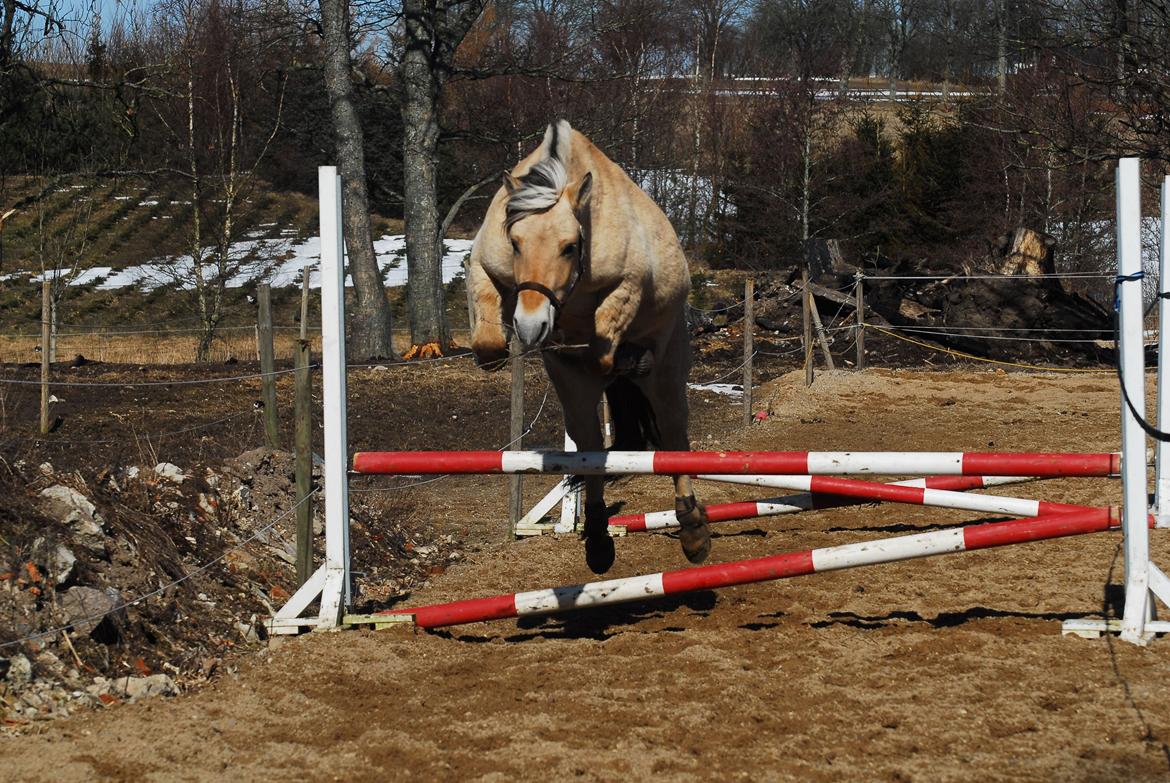 Fjordhest Fjordens Silas billede 8