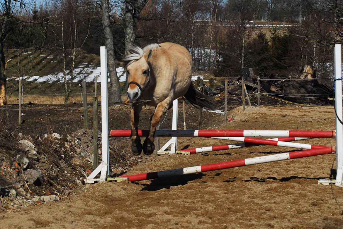 Fjordhest Fjordens Silas billede 9