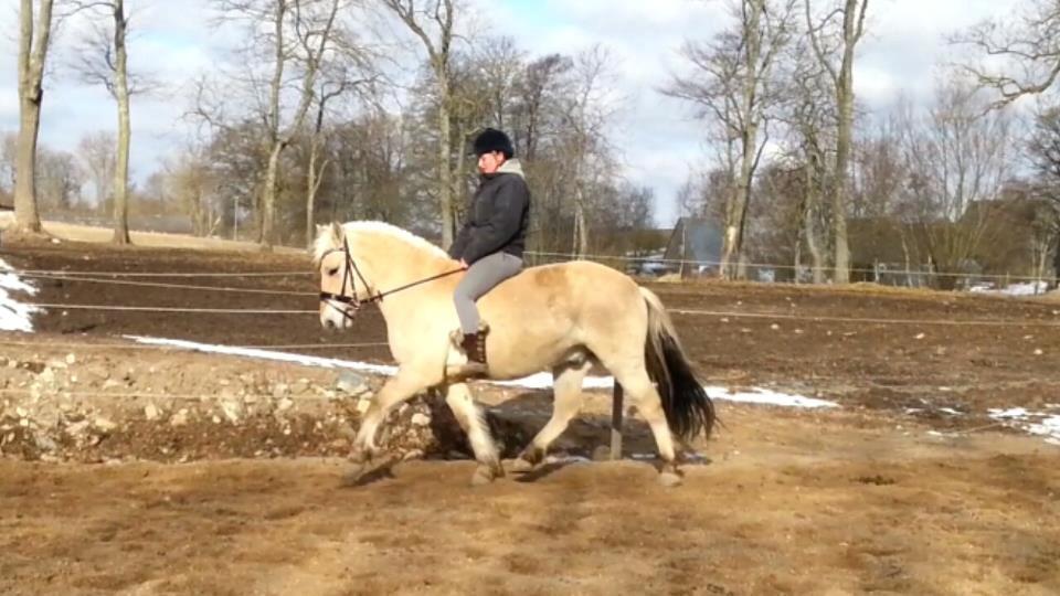 Fjordhest Fjordens Silas billede 10