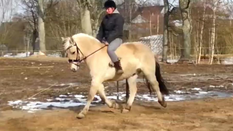 Fjordhest Fjordens Silas billede 11