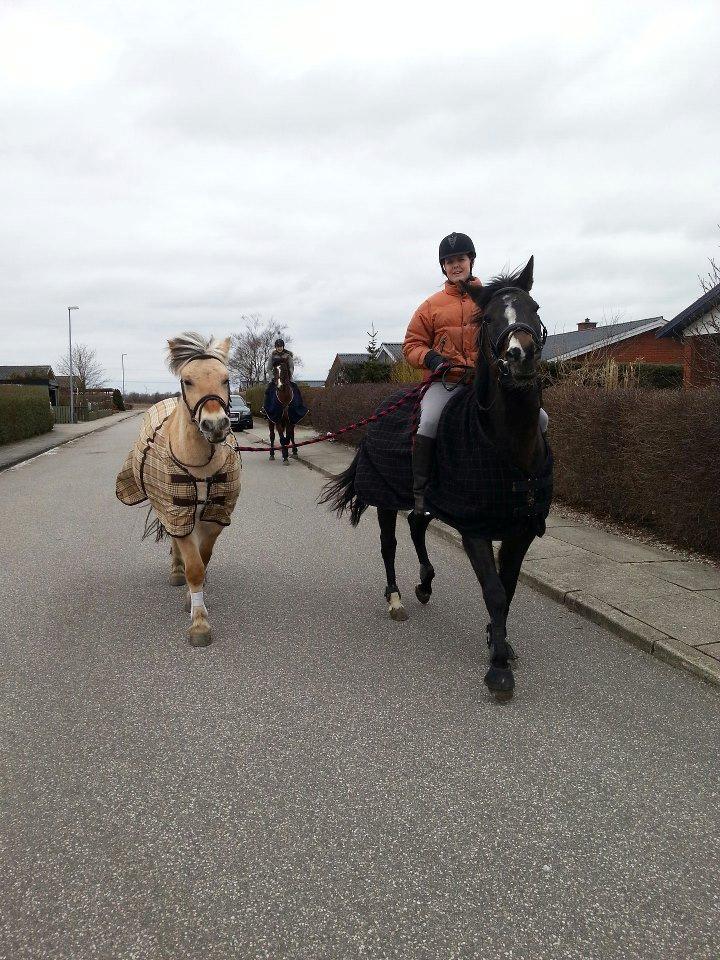 Fjordhest Fjordens Silas billede 12