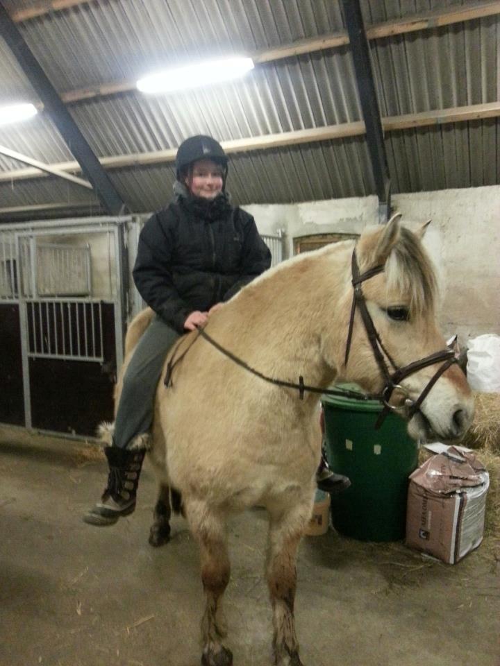 Fjordhest Fjordens Silas billede 13