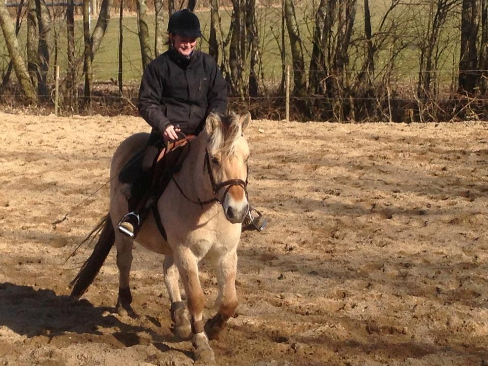 Fjordhest Fjordens Silas billede 14