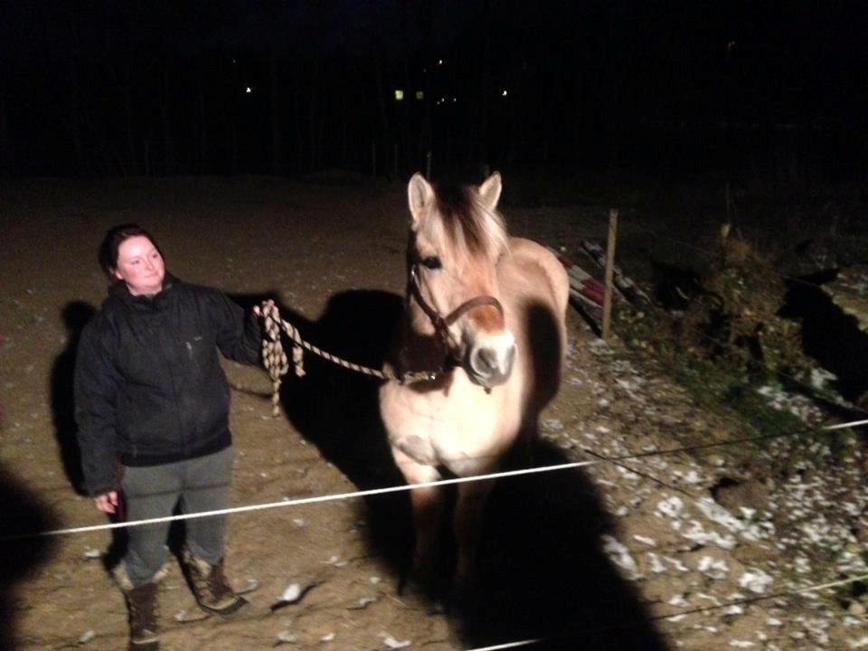 Fjordhest Fjordens Silas billede 15