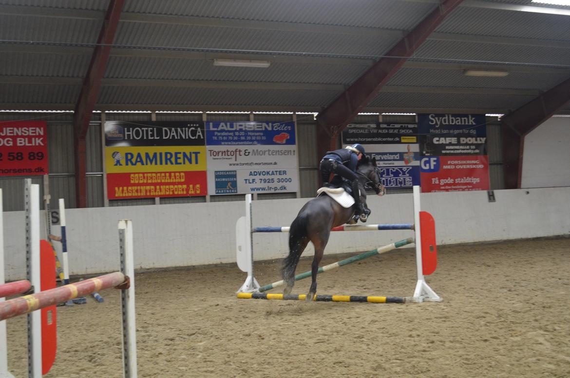 Tysk Sportspony Gotaro - Springundervisnig!<3 billede 14