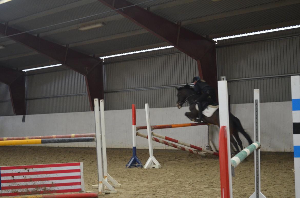 Tysk Sportspony Gotaro - <3 <3 billede 15