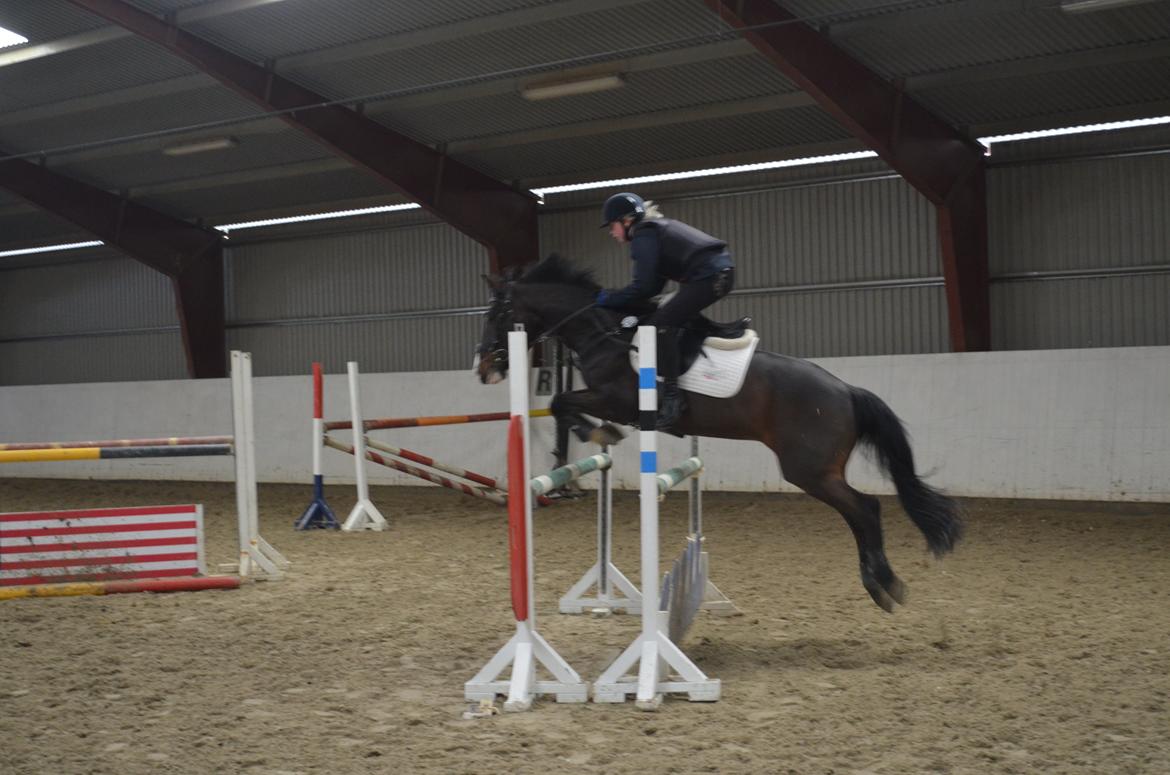 Tysk Sportspony Gotaro - Han er den bedste! <3 billede 16