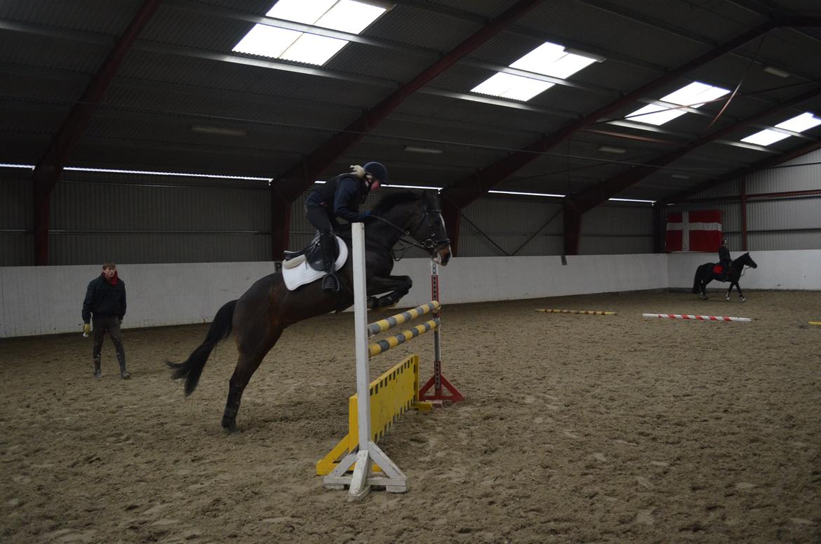 Tysk Sportspony Gotaro billede 4