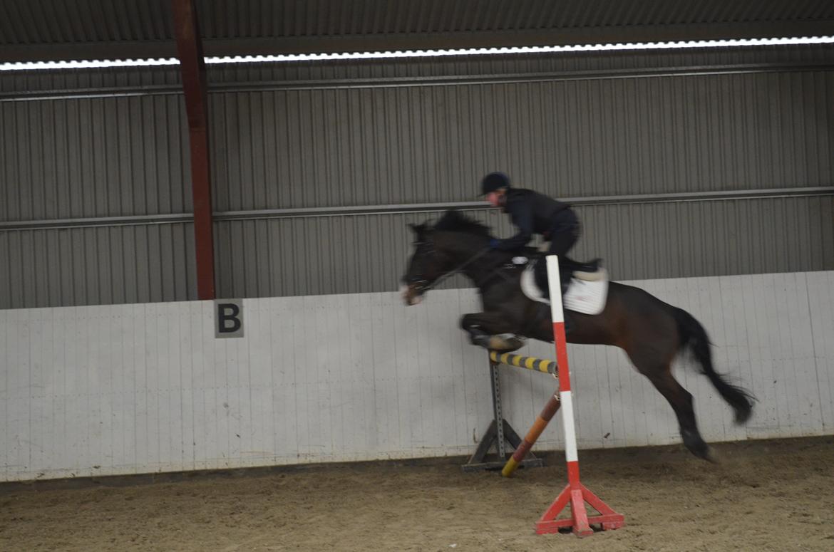 Tysk Sportspony Gotaro billede 17