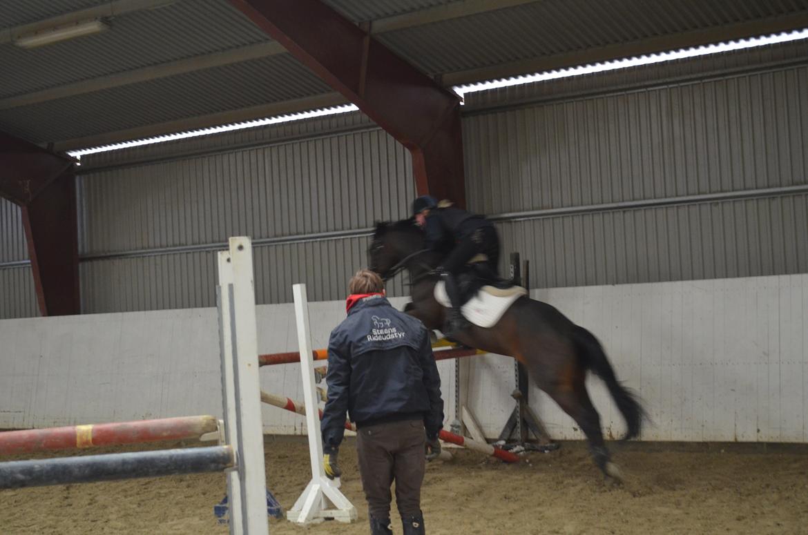 Tysk Sportspony Gotaro billede 9