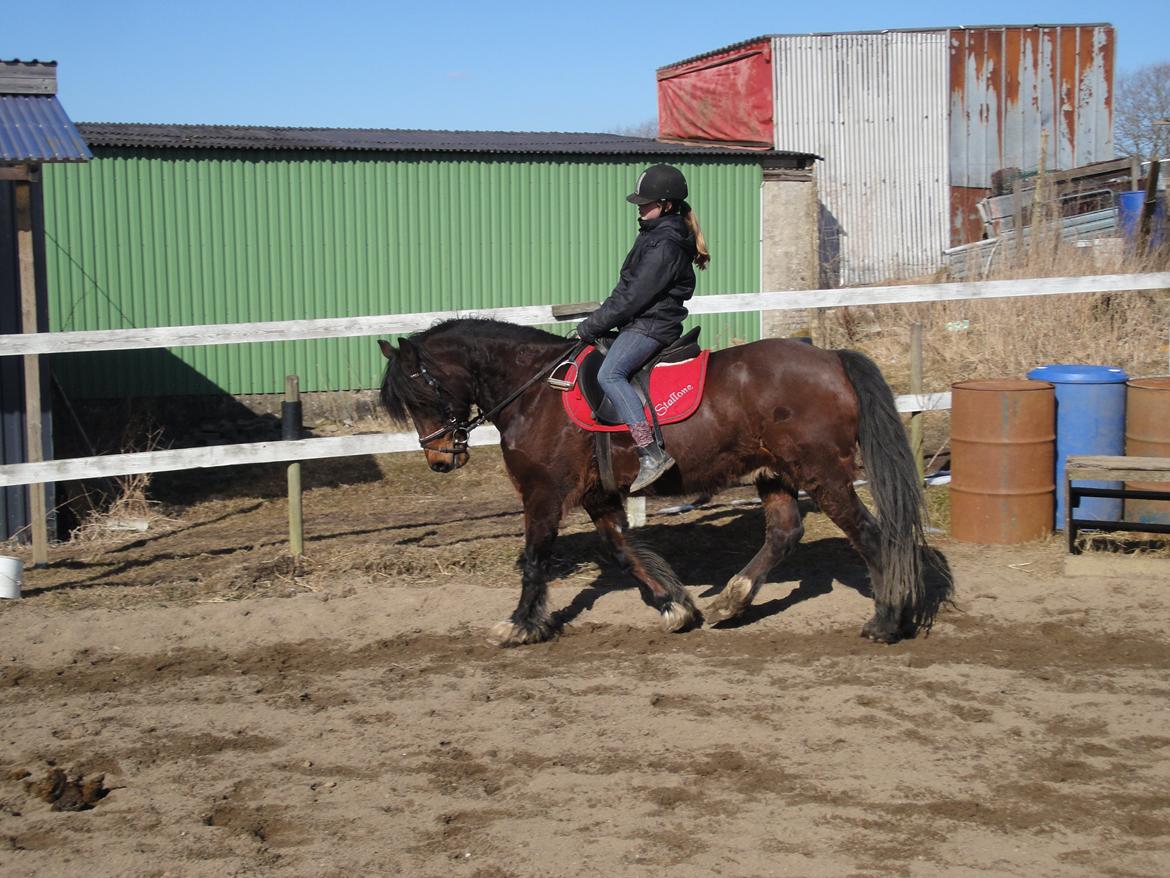 Welsh Cob (sec D) Stallone  - maah! billede 2