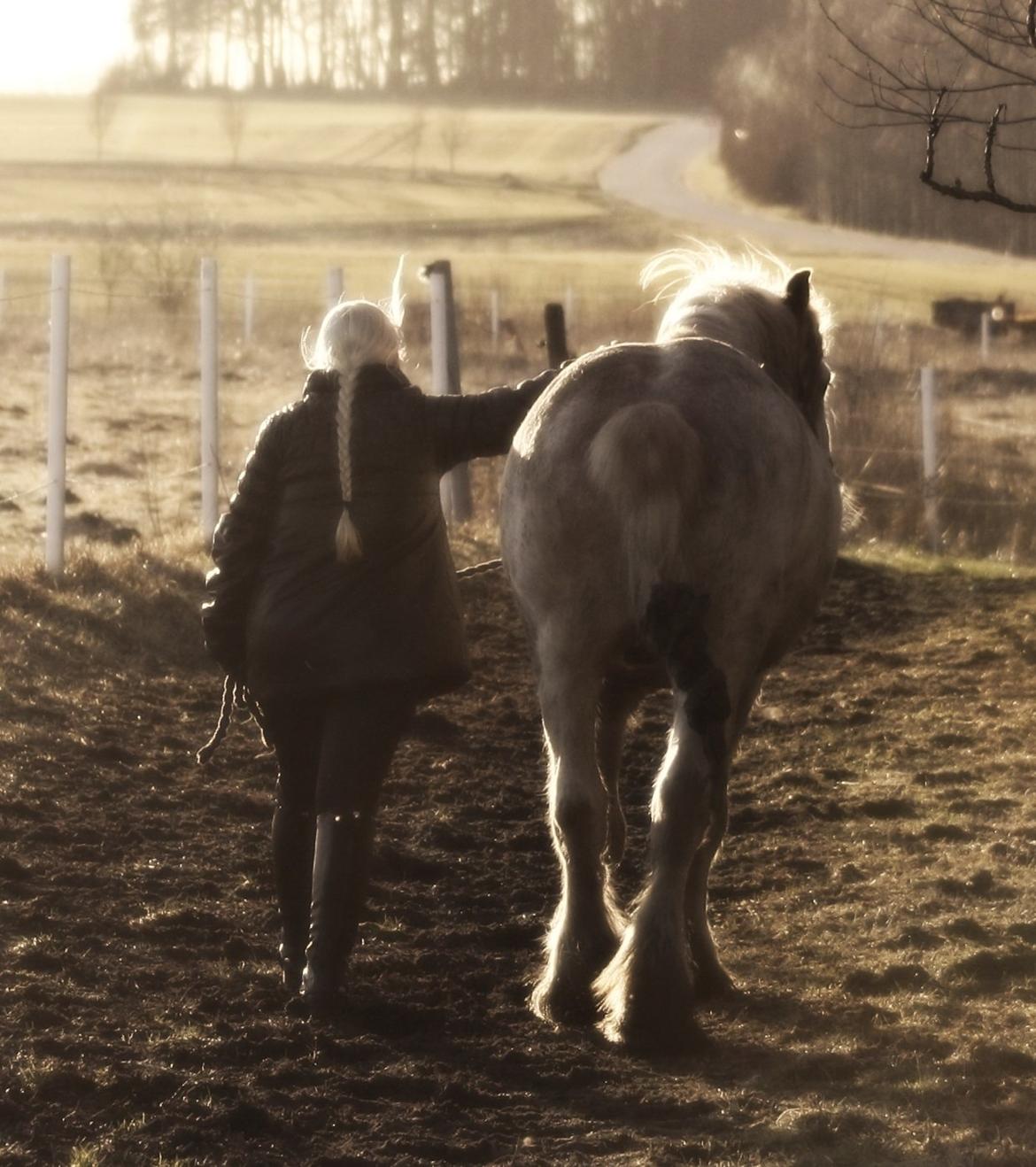 Irish Cob Johnatan billede 19