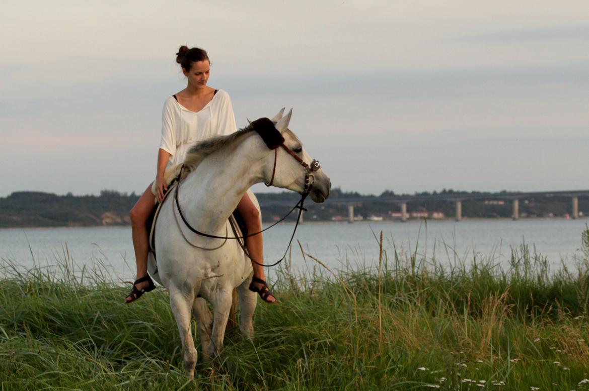 Trakehner Bint-Al-Hawa *Eventyrmussen* - 20.08.2012 Sallingsundbroen! Du kender den fra 50'eren ;P billede 2