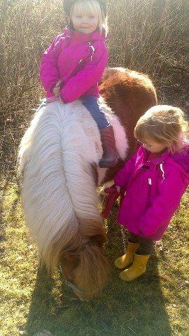 Shetlænder Bambino billede 2