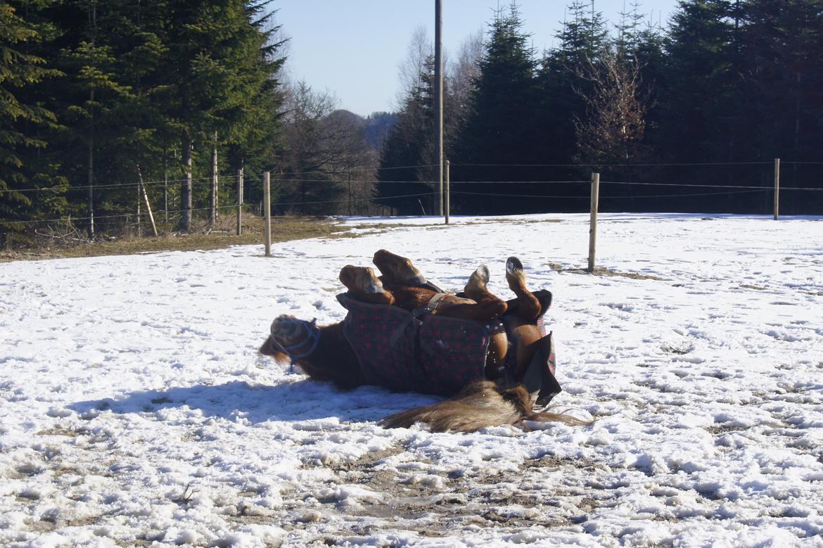 Anden særlig race Rosa - Rulle tur!!!<3<3<3<3<3<3<3 billede 19