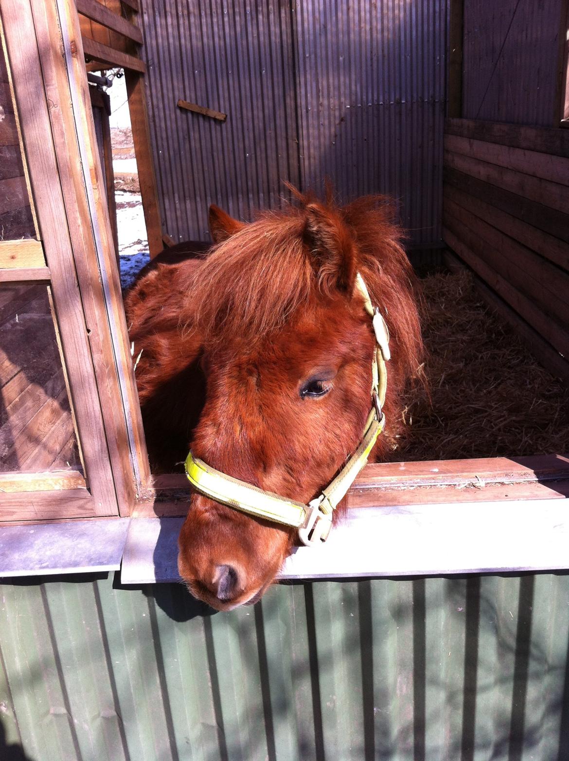 Anden særlig race Dudi † 04.11.13 billede 9