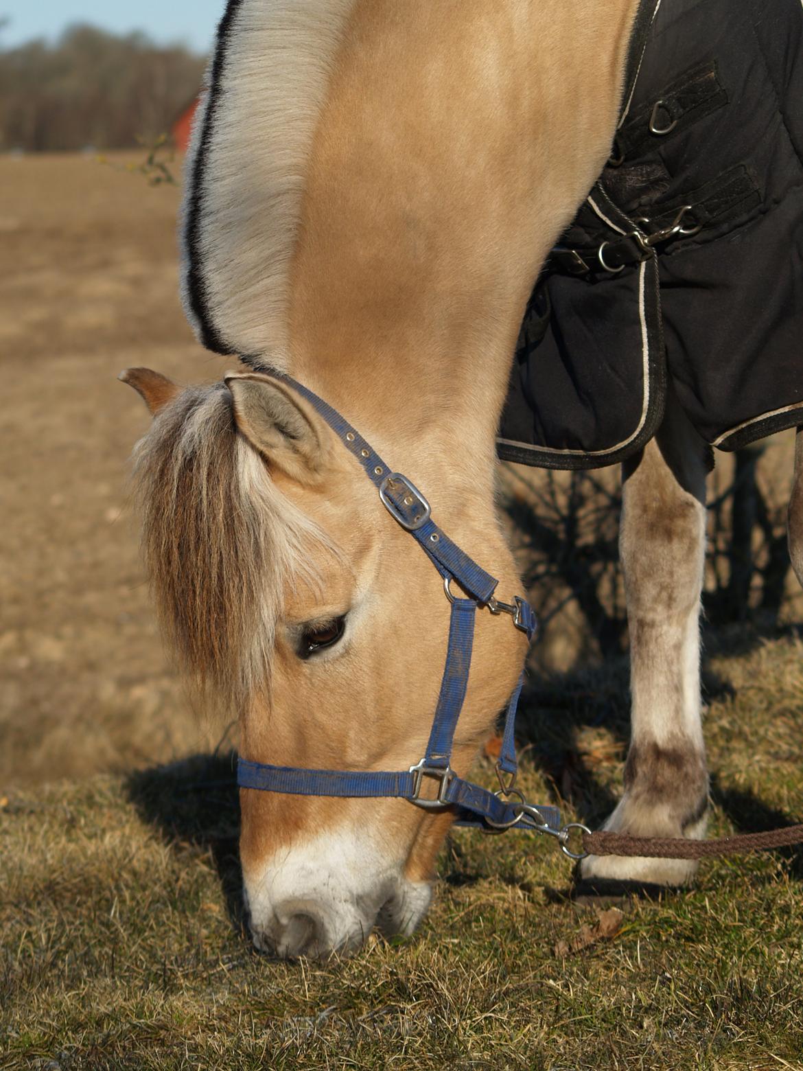 Fjordhest Campari aka. Nullergøjser<3 - Min egen krølle bølle<3 Foto: Maya Schmidt billede 8