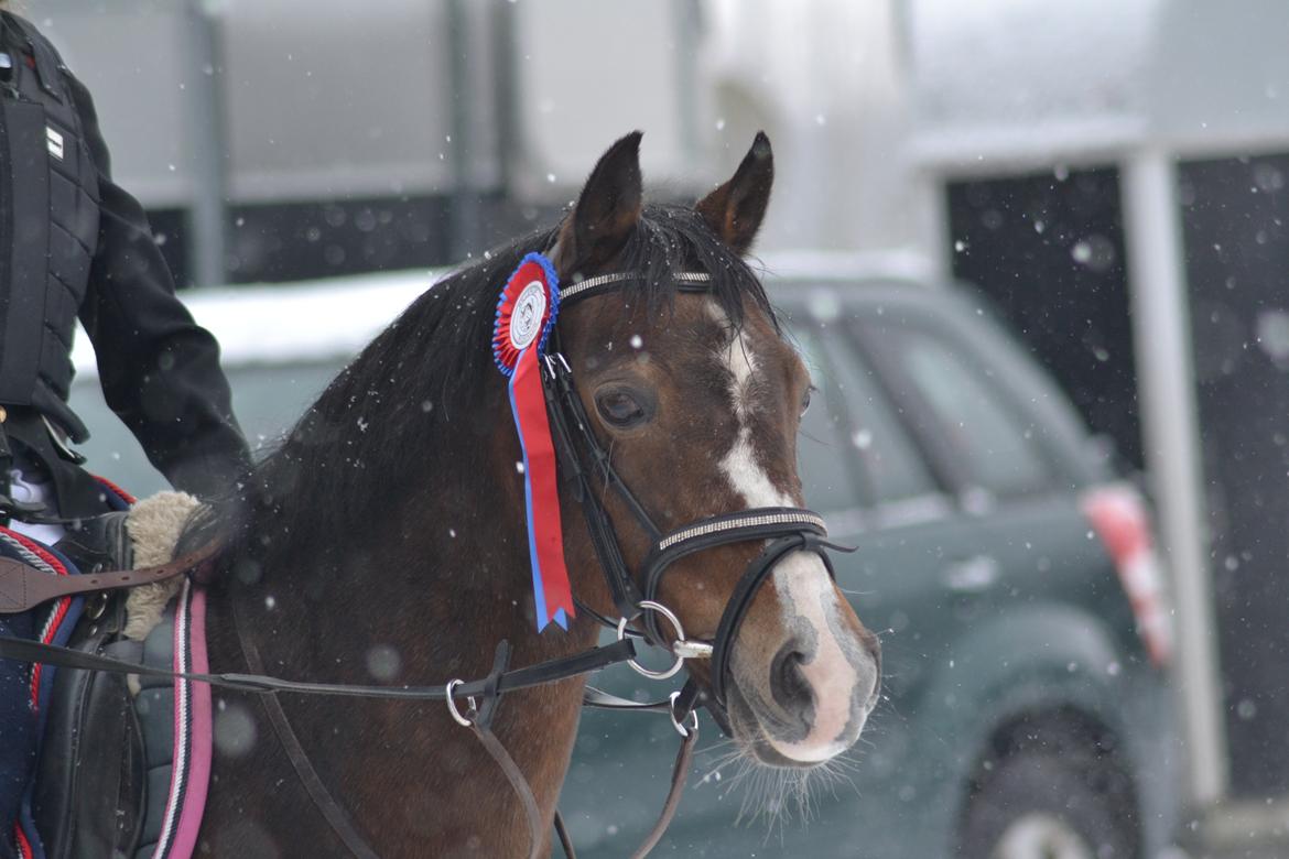 Anden særlig race Beauty - venligst udlånt af CG. Photos. billede 6