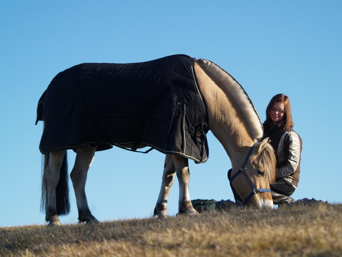 Fjordhest Campari aka. Nullergøjser<3 - Min stolthed er min hest <3 Foto: Maya Schmidt billede 9