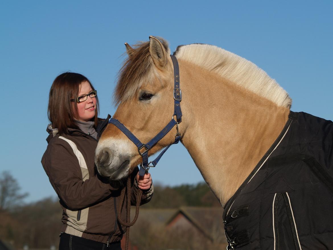 Fjordhest Campari aka. Nullergøjser<3 - Der er mange ord der kan beskrive dig<3 Men der er ikke nok plads her <3 Foto: Maya Schmidt billede 10