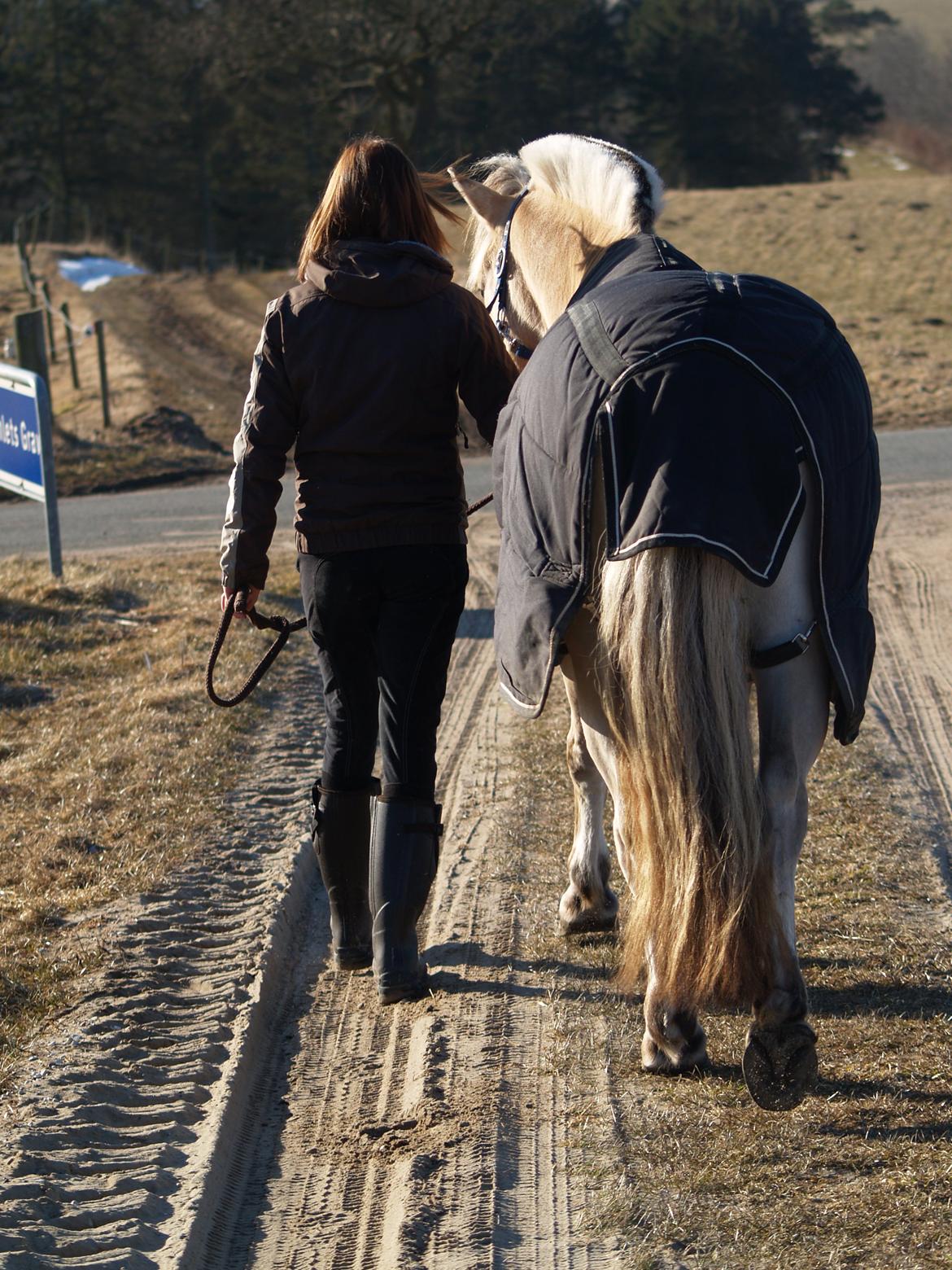 Fjordhest Campari aka. Nullergøjser<3 - Når enden er god, er alting godt! <3 Foto: Maya Schmidt billede 11