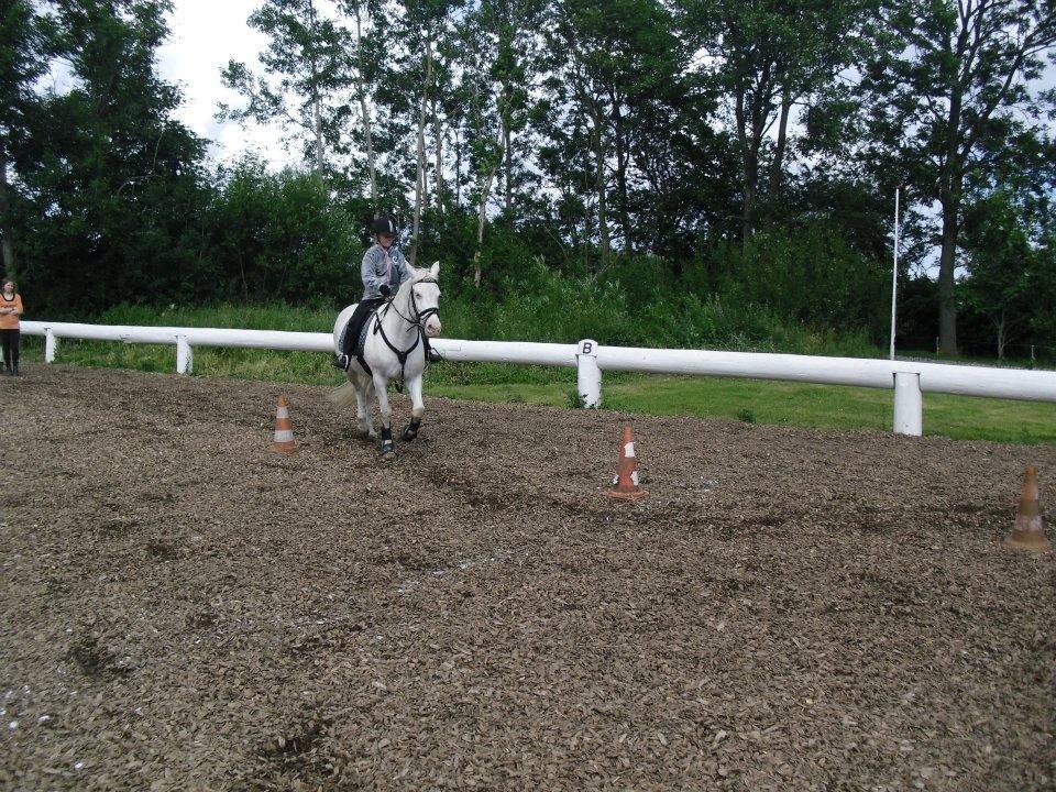 Connemara Mosedals Snowflake billede 13