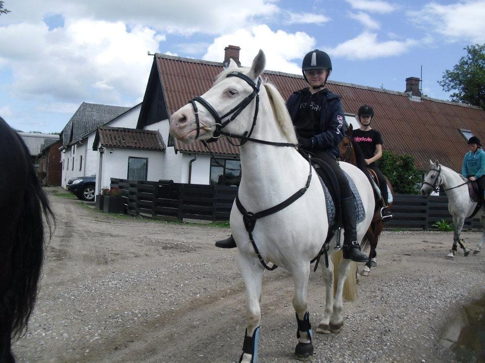 Connemara Mosedals Snowflake billede 14