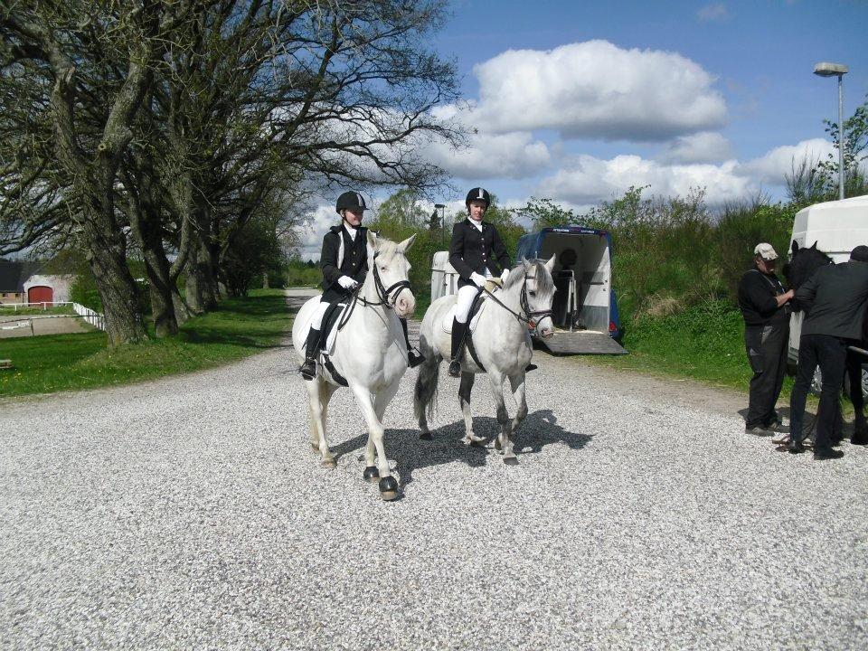 Connemara Mosedals Snowflake billede 15