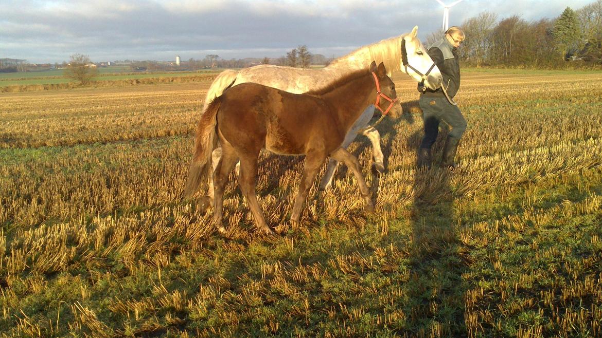 Anden særlig race Turbo-Nova billede 5
