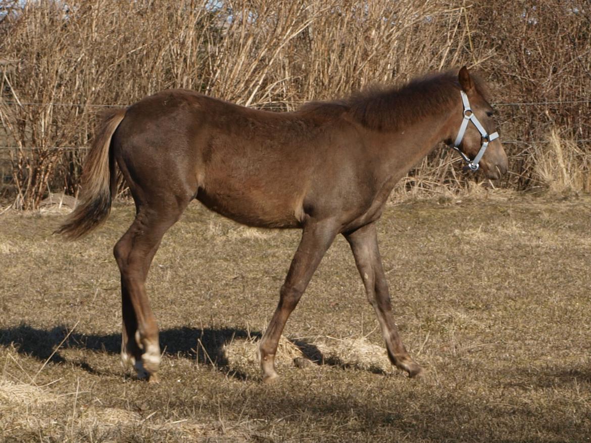 Anden særlig race Turbo-Nova billede 2