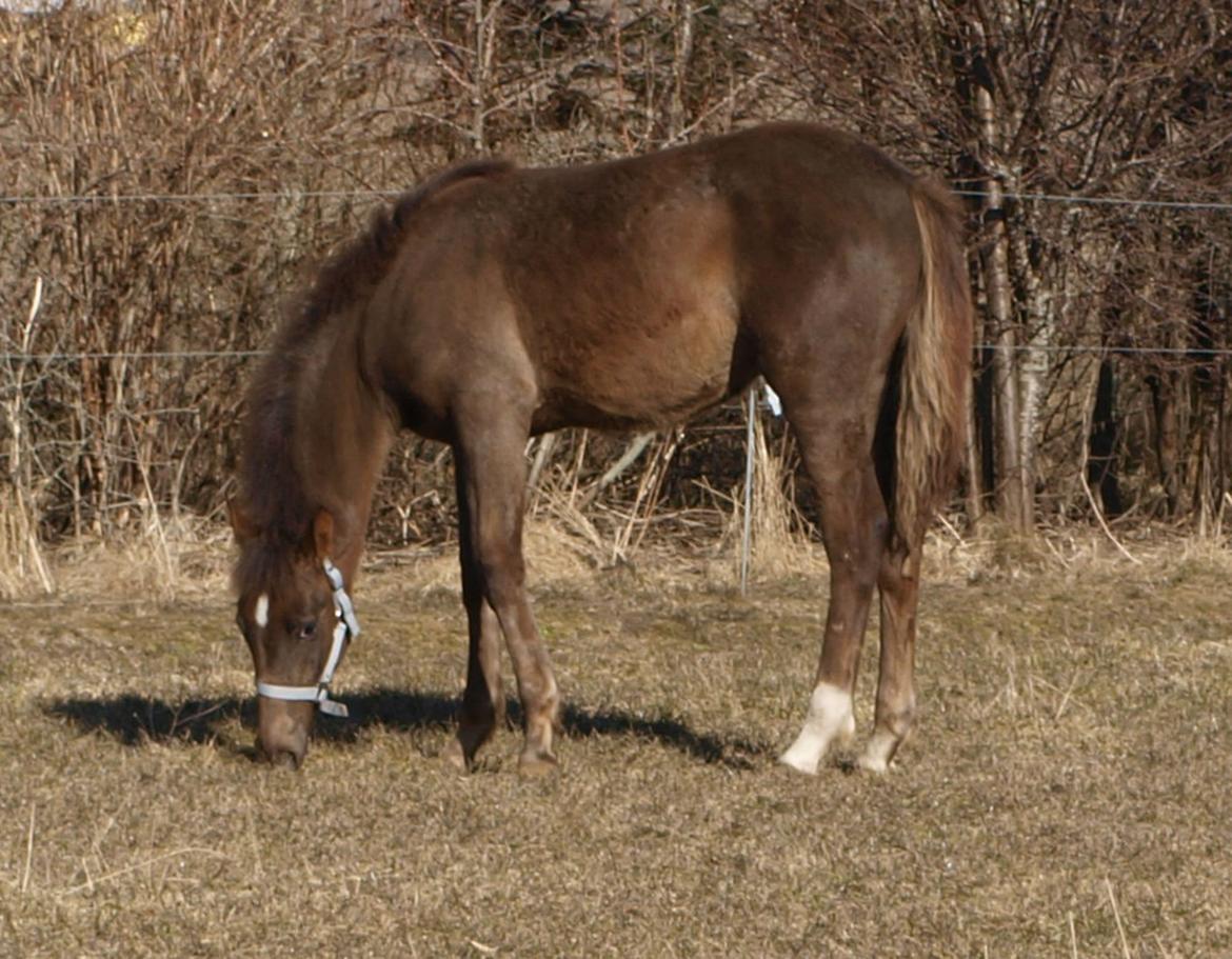 Anden særlig race Turbo-Nova billede 1