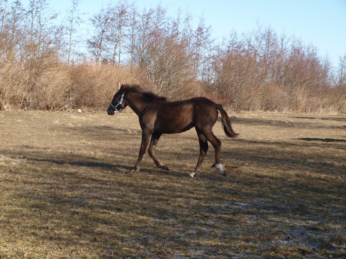 Anden særlig race Turbo-Nova billede 4