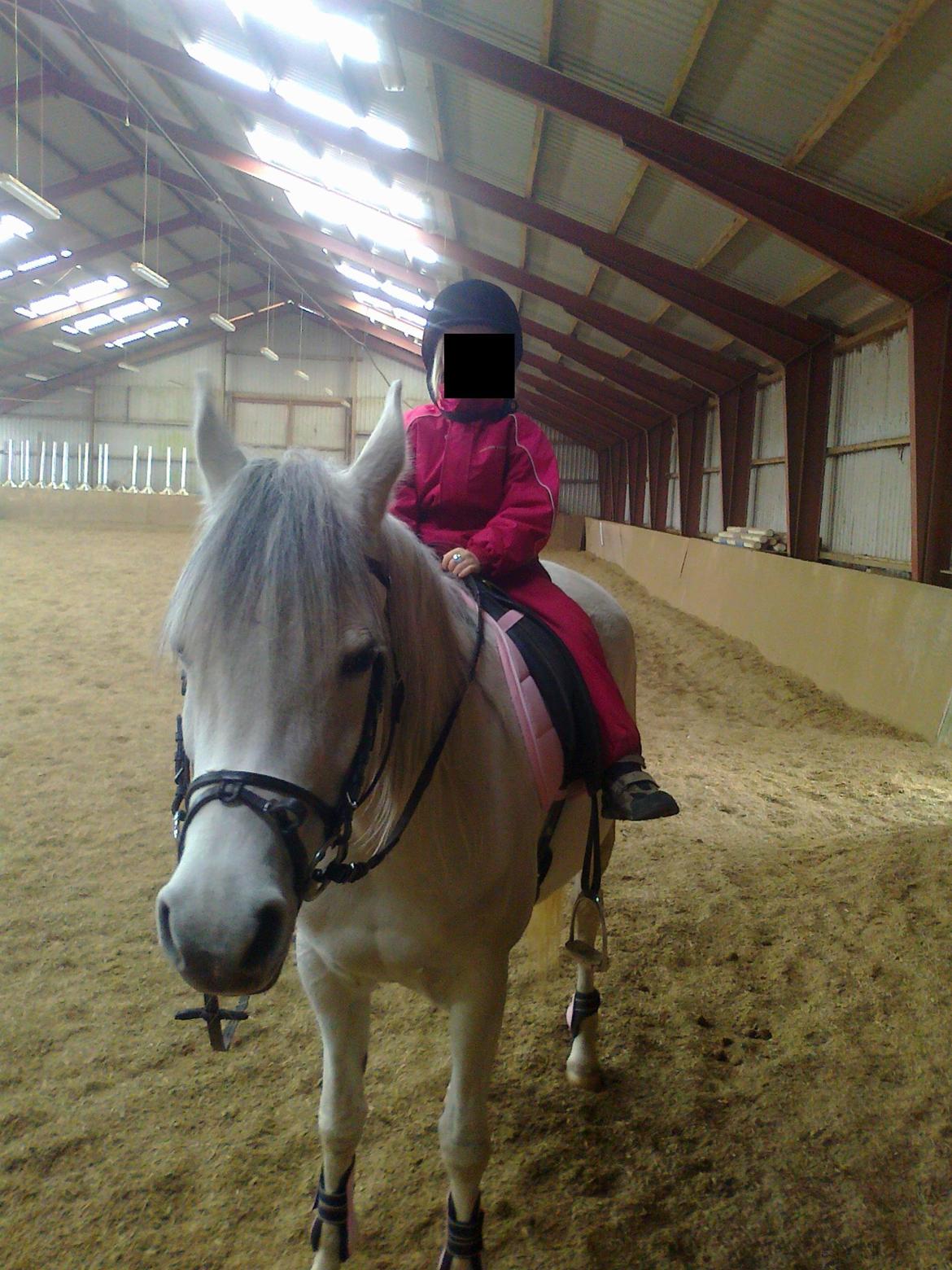 Arabisk fuldblod (OX) carisma bint psaida(låne hest) - calle min datter marts 2013 billede 18