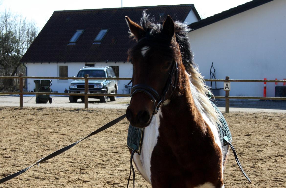 Welsh Cob (sec D) / Pinto - Skovbjerggårds Lukas (SOLGT) - Longering - april, 2013. billede 16