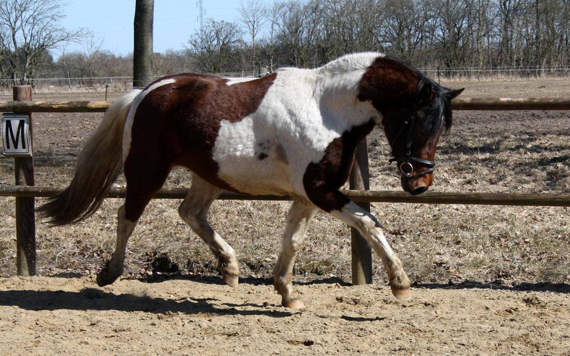 Welsh Cob (sec D) / Pinto - Skovbjerggårds Lukas (SOLGT) - April, 2013 billede 9