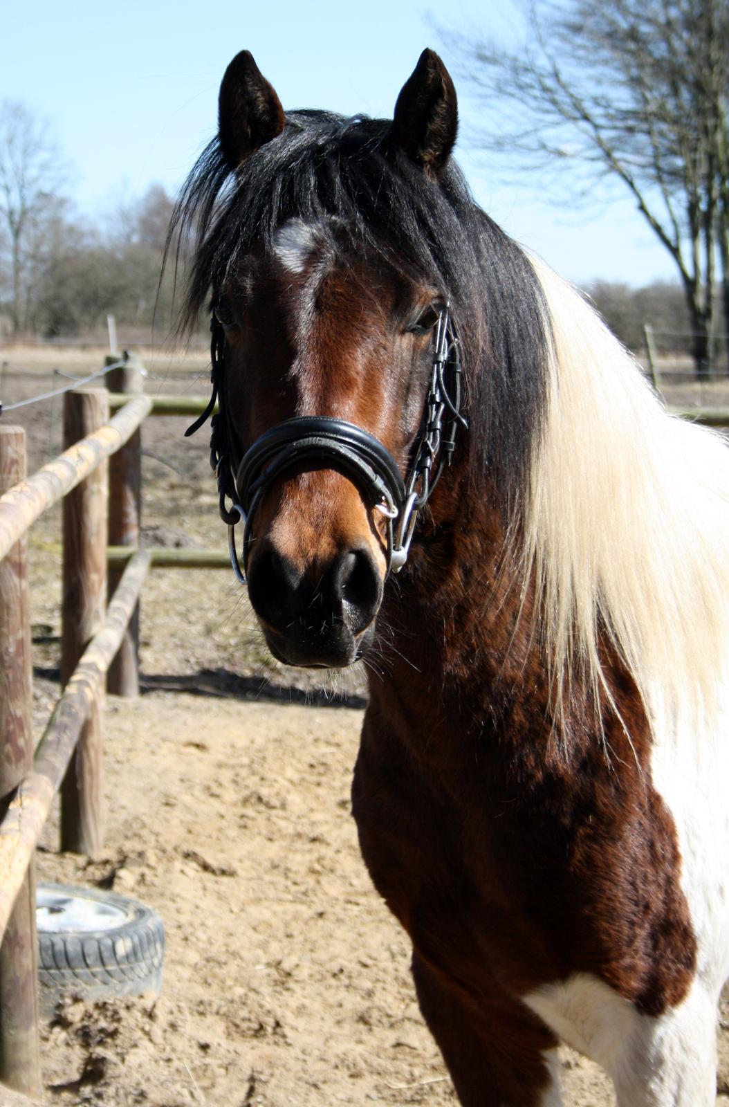 Welsh Cob (sec D) / Pinto - Skovbjerggårds Lukas (SOLGT) - April, 2013. billede 3