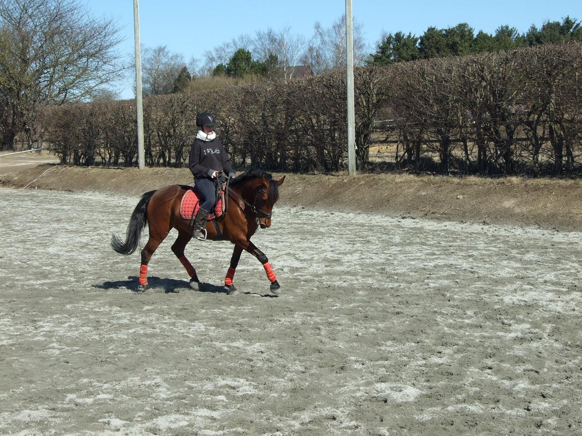 DSP Bæklunds Lise - Dressur undervisning billede 9