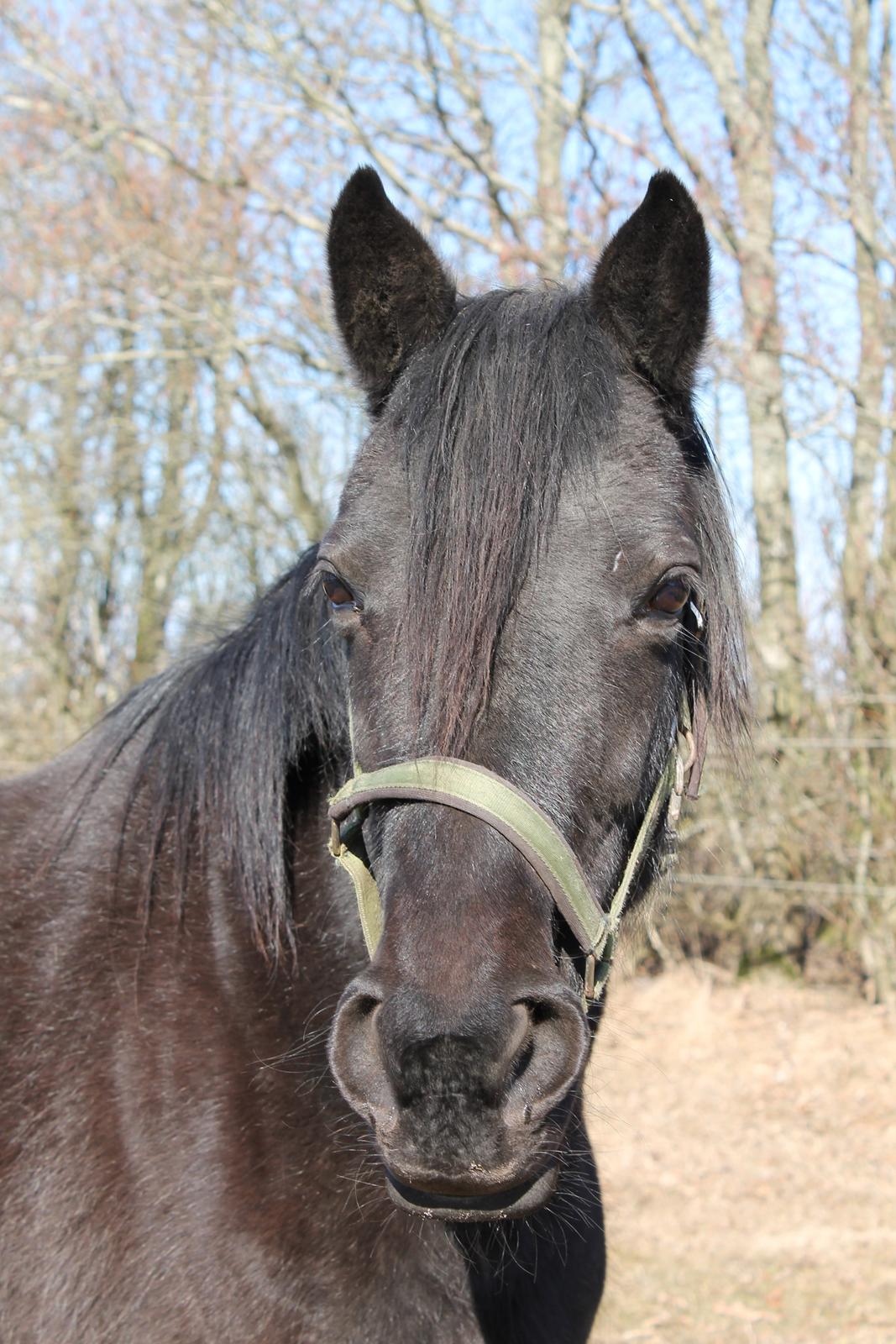 Traver Lucky - Den 1 april 2013 billede 13